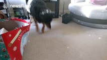 Baffled dog chases crystal light reflections