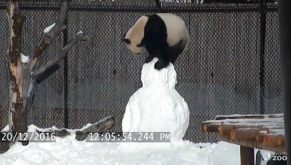 Un panda et un bonhomme de neige