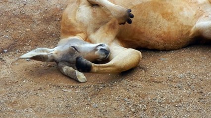 Kangaroo Behaves Like a Cat