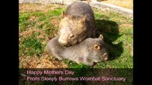 Mother and Baby Wombats Have a Special Bond