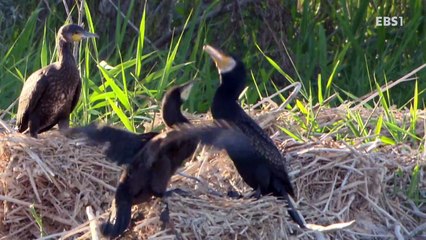 Central-5-Life covered with a veil of water-20161227