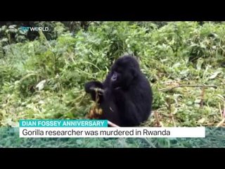 Interview with Praveen Moman on the 30th anniversary of deceased zoologist Dian Fossey