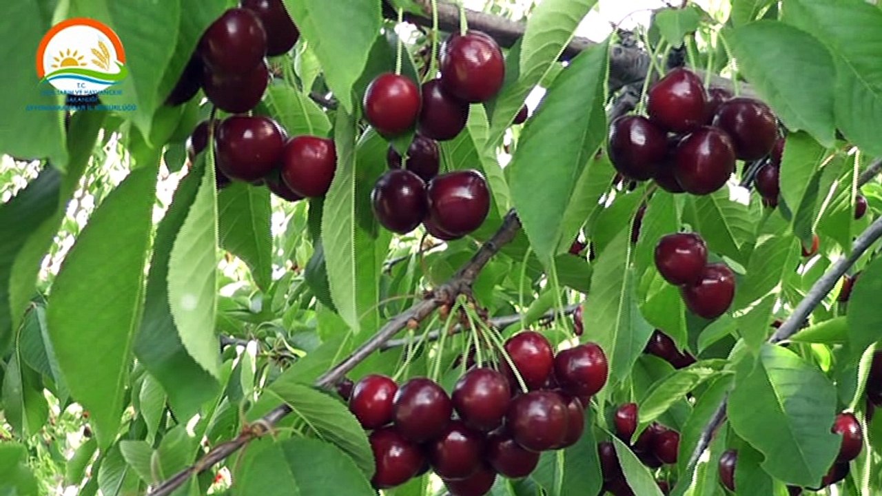 AFYON İL TARIM TANITIM 2016