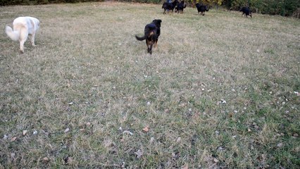 Beauceron - Berger de Beauce de la Plaine d'Astrée une fin de journée début décembre 2016