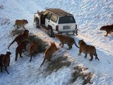 Tigrat rrethojnë makinën e ngecur në borë, por shikoni se cfarë bën shoferi
