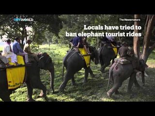 Picture This – When elephants attack