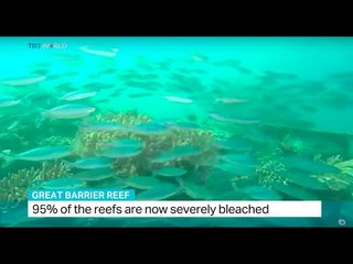 95% of the reefs are now severely bleached in northern Australia, Sourav Roy reports