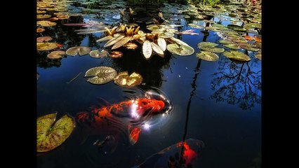 Akvaryumda beslenen en güzel balık türleri