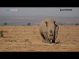 Picture This – Saving Africa's Elephants & Rhinos