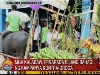 UB: Mga kalabaw, ipinarada bilang bahagi ng kampanya kontra droga sa Kumalarang, Zamboanga del Sur