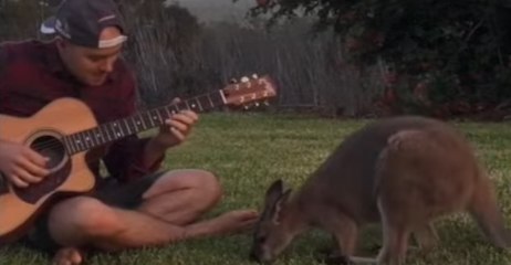 Guitarist Charms Kangaroo With Funky Riff