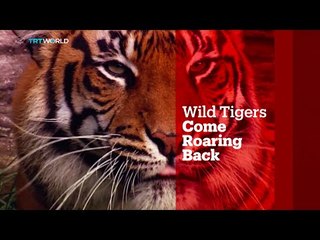 TRT World - World in Focus: Wild Tigers Come Roaring Back