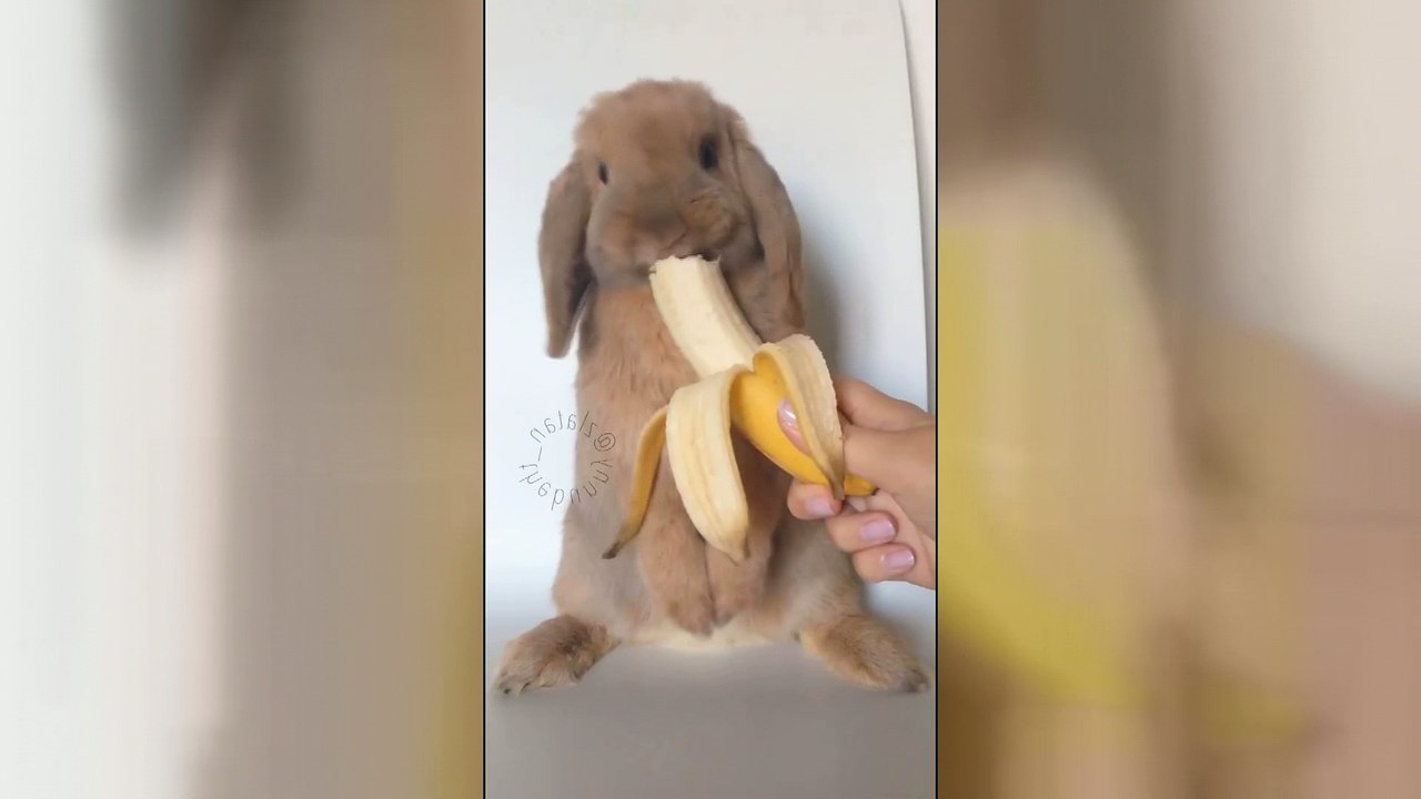 Sweetest bunny ever