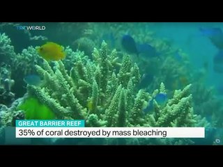 35% of coral destroyed by mass bleaching, Marine Science Professor John Pandolfi weighs in