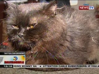 BT: Iba't ibang breed ng pusa, pwedeng makasalamuha sa cat cafe