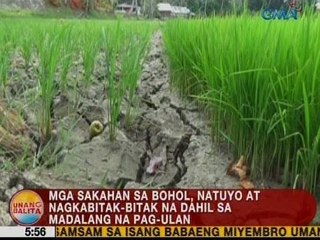 UB: Mga sakahan sa Bohol, natuyo at nagkabitak-bitak dahil sa madalang na pag-ulan