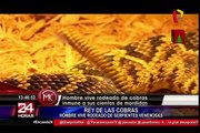 Rey de las cobras: hombre vive rodeado de serpientes venenosas