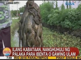 UB: Ilang kabataan sa Laoag City, nanghuhuli ng palaka para ibenta o gawing ulam