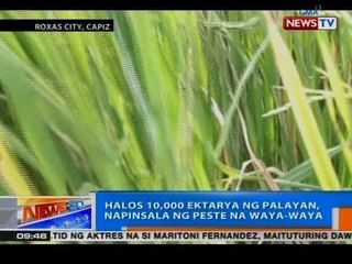 NTG: Halos 10,000 ektarya ng palayan, napinsala ng peste na waya-waya