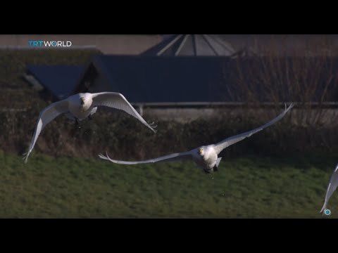Saving Bewick's Swans: Only 16,000 Bewick's swans left in the world