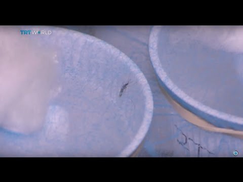 Insight: Mosquito-borne Diseases