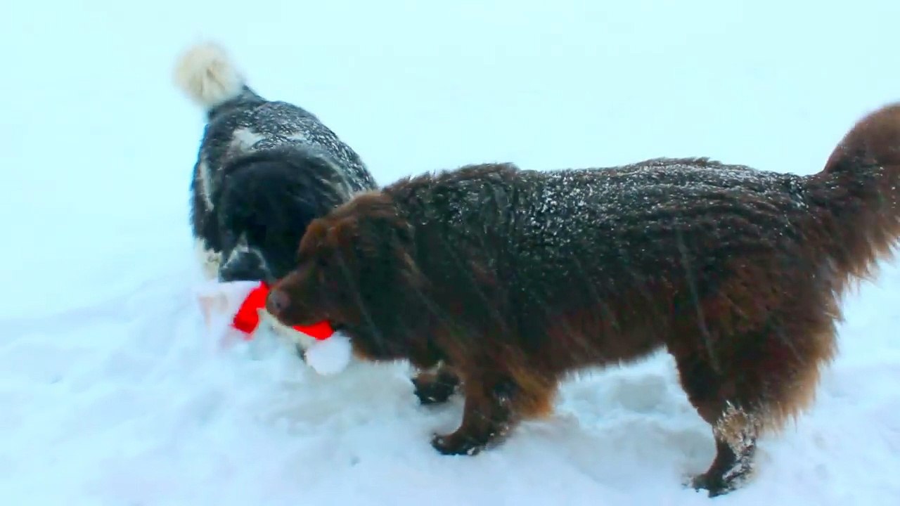 Giant Dogs Play in a Winter Wonderland!