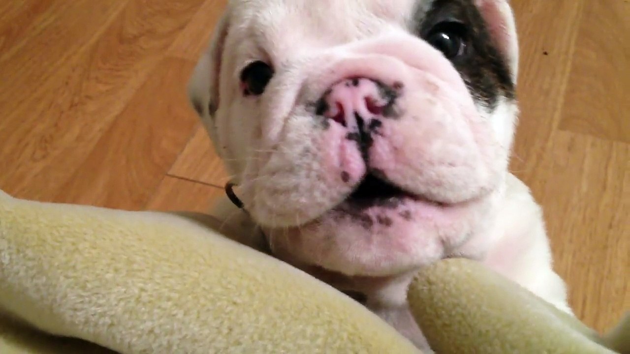Bentley the Bulldog Puppy is fussy