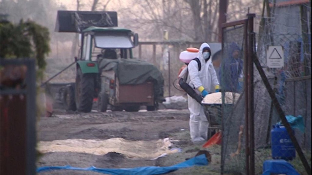 H5n8: geflügel in polen gekeult