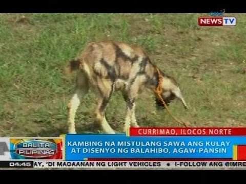BP: Kambing na mistulang sawa ang kulay at disenyo ng balahibo, agaw-pansin