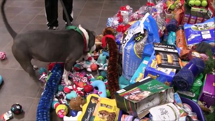 Shelter pets pick out toys from under the tree