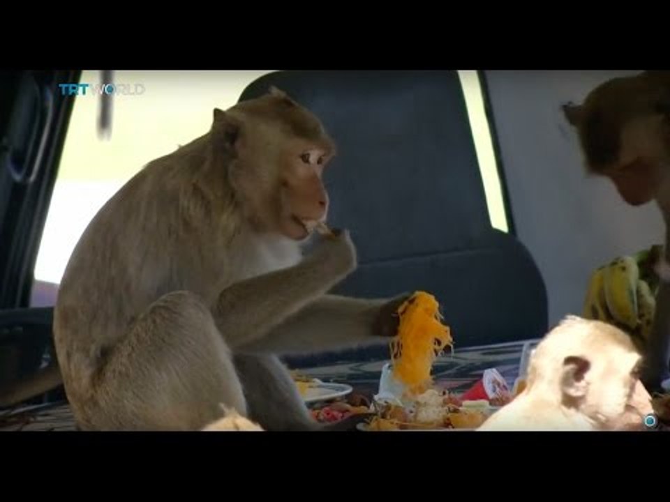 Monkey Fruit Buffet: Monkeys attract tourists in Thailand
