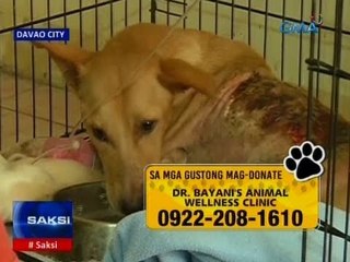 Saksi: Mag-iinang aso na nagkawalay dahil sa sunog, muling nagkita