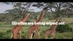 Picture This: Giraffes on the brink