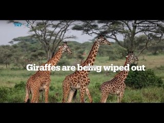 Picture This: Giraffes on the brink