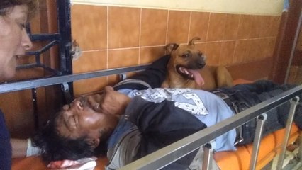 Dos perritos mostraron fidelidad a su dueño herido en ambulancia en Perú