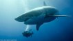 [DOCUMENTAIRE ANIMALIER] Un Requin Blanc De 3 Mètres Dévoré Par Un Super Prédateur
