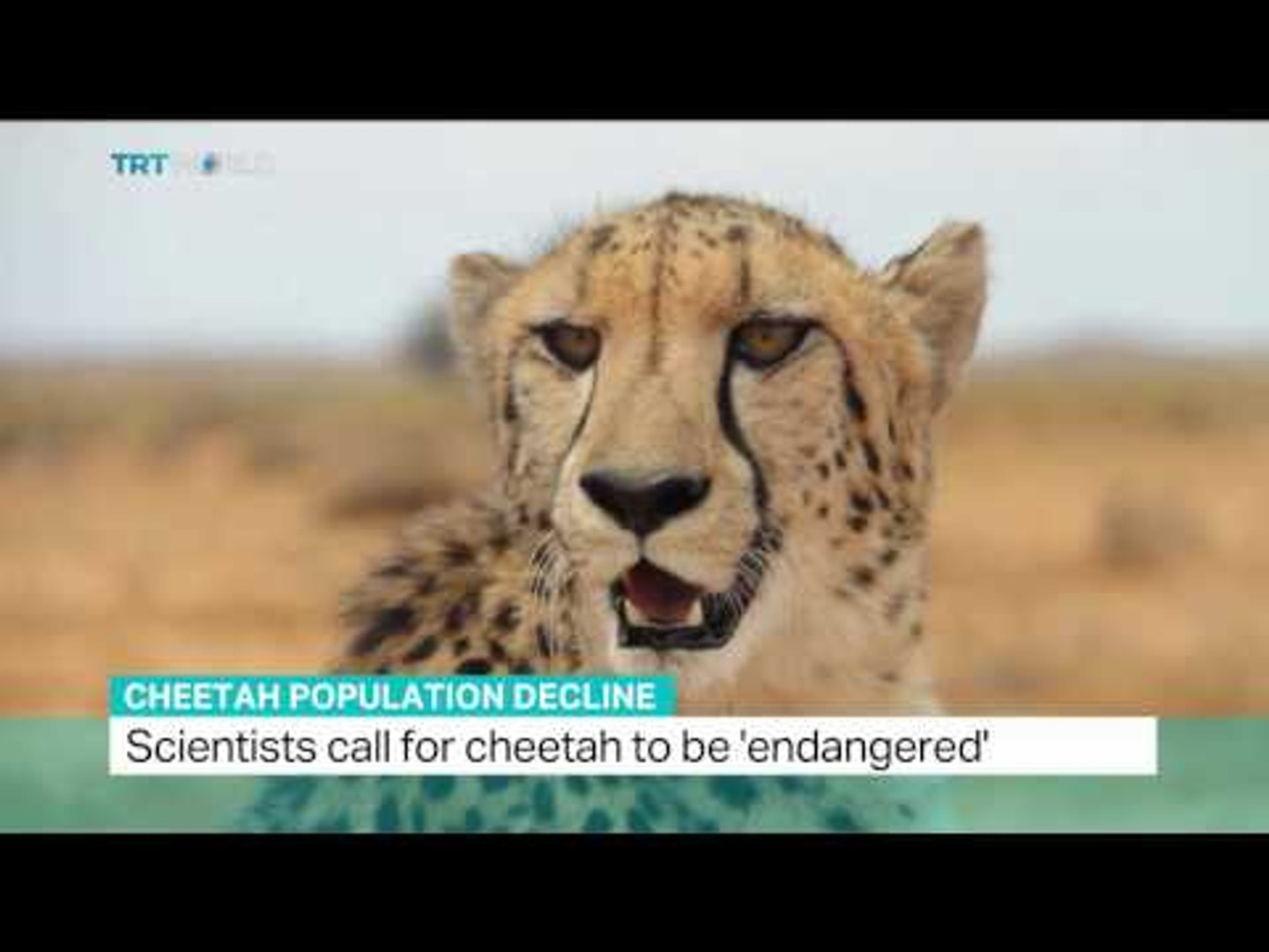 Cheetahs face global extinction risk