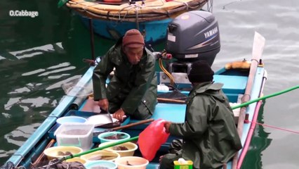 Sai Kung, Hong Kong. The Live Fish and Seafood Market on the Boats