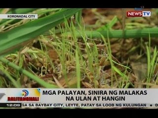 BT: Mga palayan, sinira ng malakas na ulan at hangin