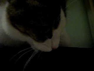 jeu de félin, jeu de vilain