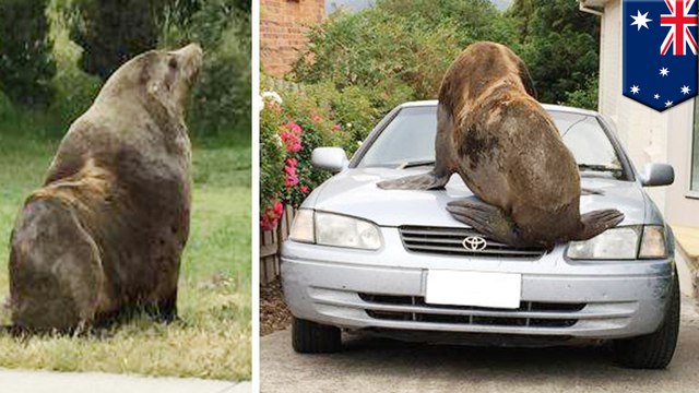Seal vs car: 200kg fur seal jumps on cars after waddling into suburb in Tasmania - TomoNews