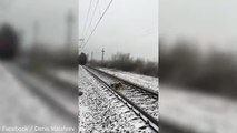 Hero dog saves his injured 'girlfriend' on deadly railway track!!!!-O2V-5gmBo98