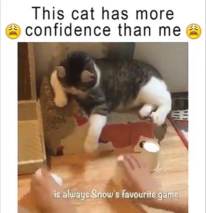 This Cat Has More Intelligent Then ME