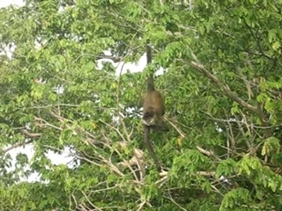 Singes près de Granada