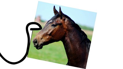 Il Bar Rucchiere - Scottecs Toons-35BZqatSs7I