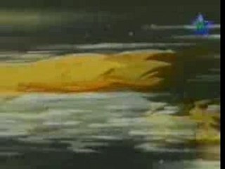 Saint Seiya Spanish Opening En Espanol