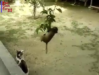 Monkey Playing with Cat Full of Fun