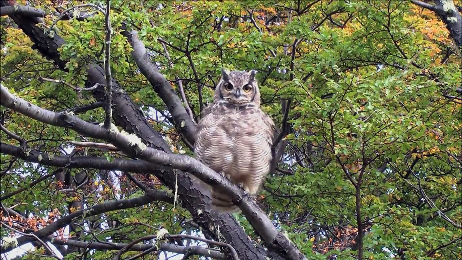 All About Owls for Kids- Backyard Bird Series - FreeSchool