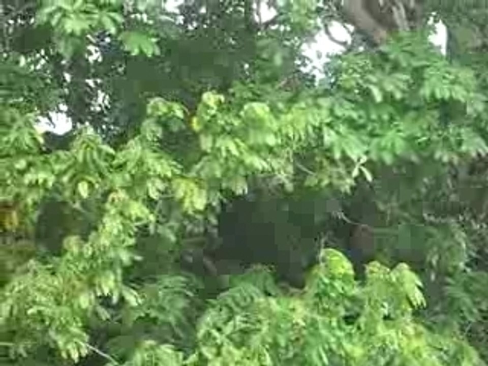 Singes près de Granada