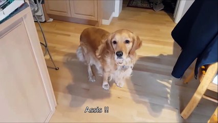 Quand tu demandes l'avis de ton chien pour une soirée DVD